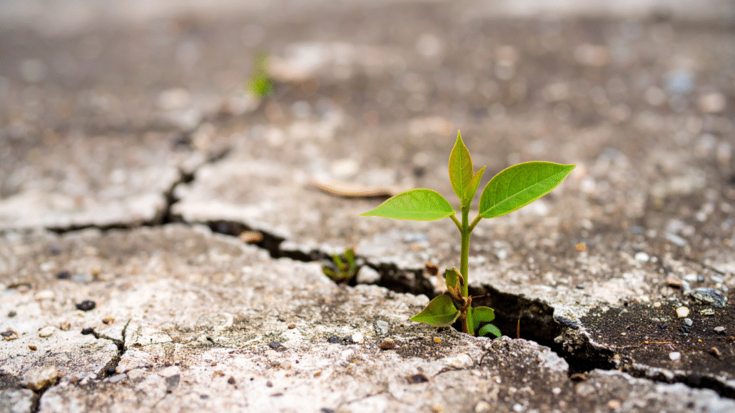 A resilient green plant breaking through concrete, symbolizing new revenue growth from existing assets and circular economy principles.